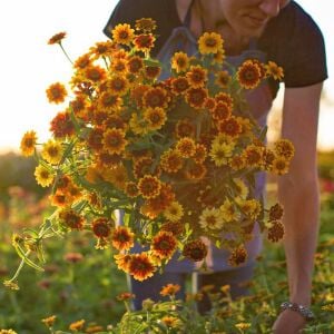Zinnia tohumu acem halısı varyetesi haageana persian carpet