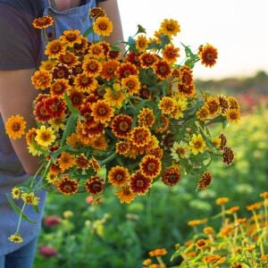 Zinnia tohumu acem halısı varyetesi haageana persian carpet