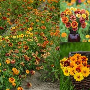 Zinnia tohumu acem halısı varyetesi haageana persian carpet