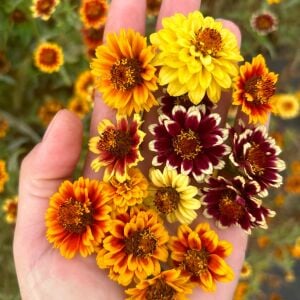 Zinnia tohumu acem halısı varyetesi haageana persian carpet