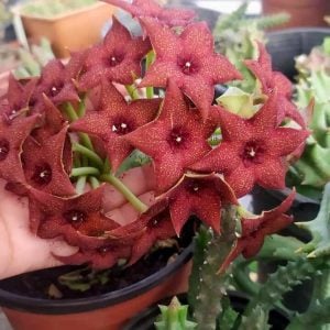 Orbea melanantha leş kaktüsü