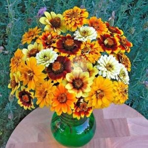 Zinnia tohumu acem halısı varyetesi haageana persian carpet