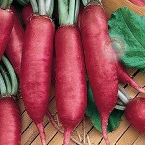 Pembe çubuk turp tohumu geleneksel pink summercicle radish