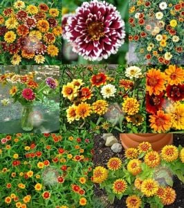 Zinnia tohumu acem halısı varyetesi haageana persian carpet