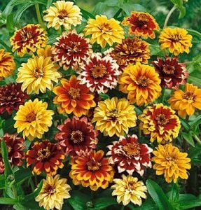 Zinnia tohumu acem halısı varyetesi haageana persian carpet