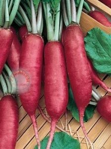 Pembe çubuk turp tohumu geleneksel pink summercicle radish