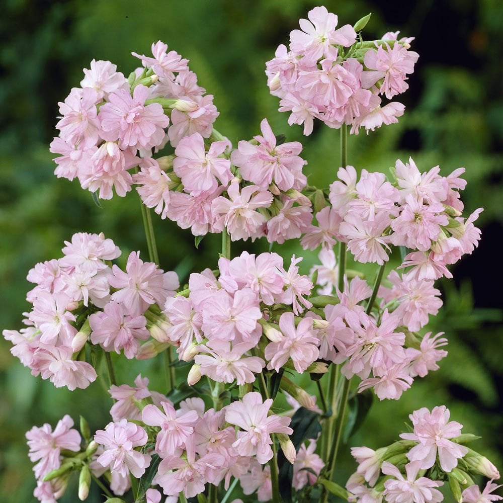 Katlı sabun otu çiçeği saponarian officinalis double