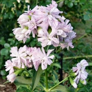 Katlı sabun otu çiçeği saponarian officinalis double