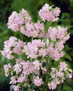 Katlı sabun otu çiçeği saponarian officinalis double