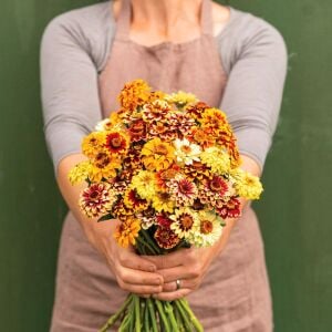Zinnia tohumu acem halısı varyetesi haageana persian carpet