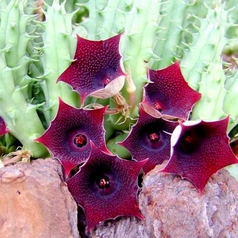 Huernia macrocarpa sukulent bitki