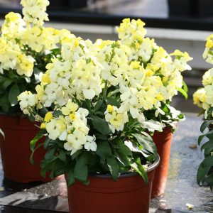 Sugar rush primrose bahçe şebboyu fidesi Cheiranthus cheiri