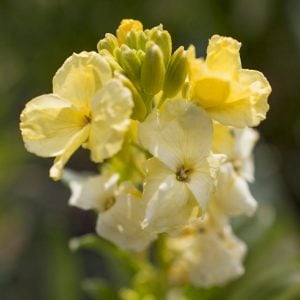 Sugar rush primrose bahçe şebboyu fidesi Cheiranthus cheiri