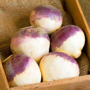 Mor rutabaga tohumu atalık rutabaga purple top