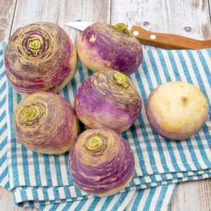 Mor rutabaga tohumu atalık rutabaga purple top
