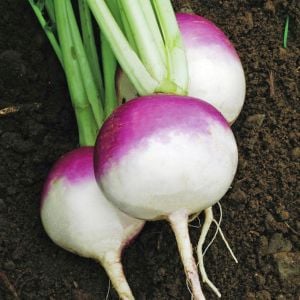 Mor rutabaga tohumu atalık rutabaga purple top