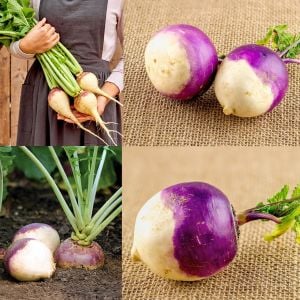 Mor rutabaga tohumu atalık rutabaga purple top