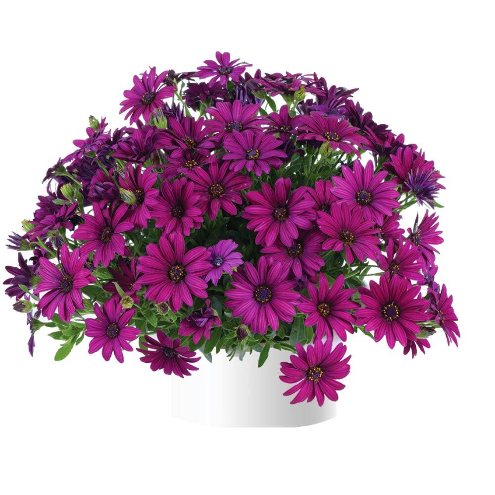 Mor bodrum papatyası fidesi ithal osteospermum erato burgundy