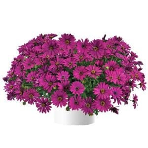Mor bodrum papatyası fidesi ithal osteospermum erato burgundy
