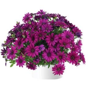 Mor bodrum papatyası fidesi ithal osteospermum erato burgundy