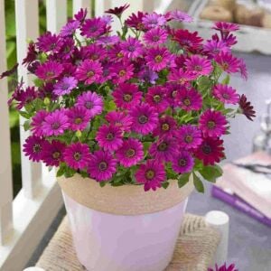 Mor bodrum papatyası fidesi ithal osteospermum erato burgundy