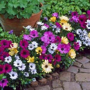 Mor bodrum papatyası fidesi ithal osteospermum erato burgundy