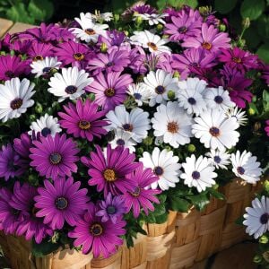 Mor bodrum papatyası fidesi ithal osteospermum erato burgundy