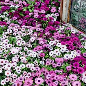 Mor bodrum papatyası fidesi ithal osteospermum erato burgundy