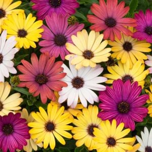 Mor bodrum papatyası fidesi ithal osteospermum erato burgundy