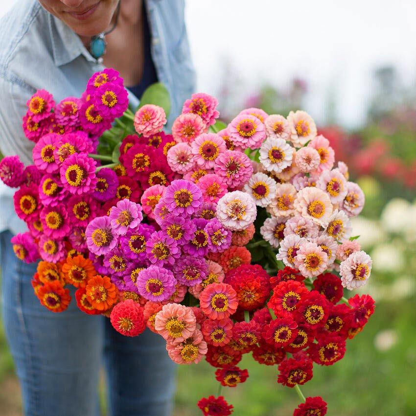 Lilliput zinnia tohumu bodur top çiçekli karışım kirli hanım çiçeği