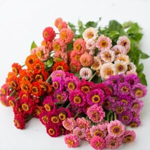 Lilliput zinnia tohumu bodur top çiçekli karışım kirli hanım çiçeği