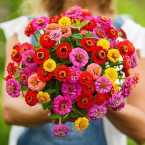Lilliput zinnia tohumu bodur top çiçekli karışım kirli hanım çiçeği