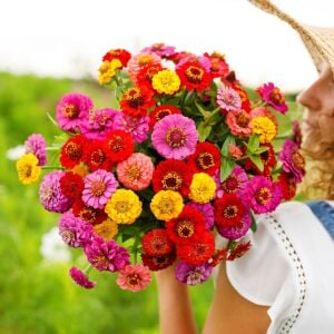Lilliput zinnia tohumu bodur top çiçekli karışım kirli hanım çiçeği