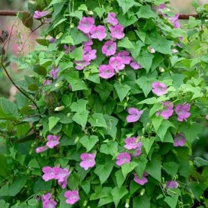 Mistik Pembe asarina sarmaşık tohumu mystic rose