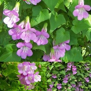 Mistik Pembe asarina sarmaşık tohumu mystic rose