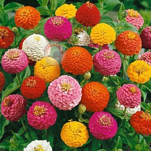 Lilliput zinnia tohumu bodur top çiçekli karışım kirli hanım çiçeği