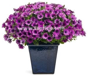 Mor bodrum papatyası fidesi ithal osteospermum erato burgundy