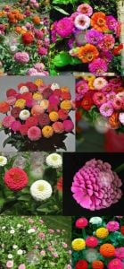 Lilliput zinnia tohumu bodur top çiçekli karışım kirli hanım çiçeği