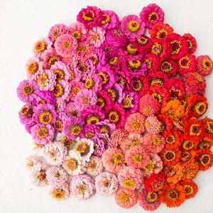 Lilliput zinnia tohumu bodur top çiçekli karışım kirli hanım çiçeği