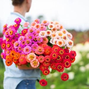 Lilliput zinnia tohumu bodur top çiçekli karışım kirli hanım çiçeği