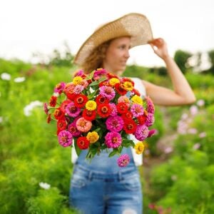 Lilliput zinnia tohumu bodur top çiçekli karışım kirli hanım çiçeği