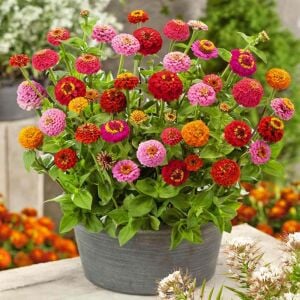 Lilliput zinnia tohumu bodur top çiçekli karışım kirli hanım çiçeği