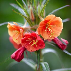 Kırmızı ezan çiçeği tohumu oenothera versicolor sunset boulevard