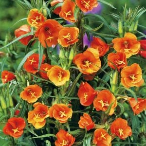 Kırmızı ezan çiçeği tohumu oenothera versicolor sunset boulevard