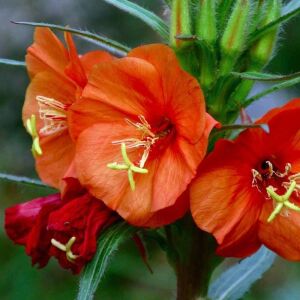 Kırmızı ezan çiçeği tohumu oenothera versicolor sunset boulevard