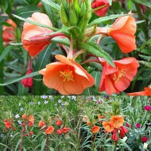Kırmızı ezan çiçeği tohumu oenothera versicolor sunset boulevard