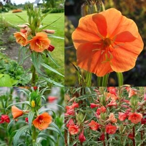 Kırmızı ezan çiçeği tohumu oenothera versicolor sunset boulevard