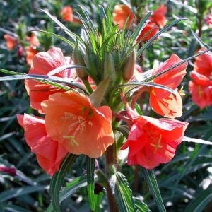 Kırmızı ezan çiçeği tohumu oenothera versicolor sunset boulevard