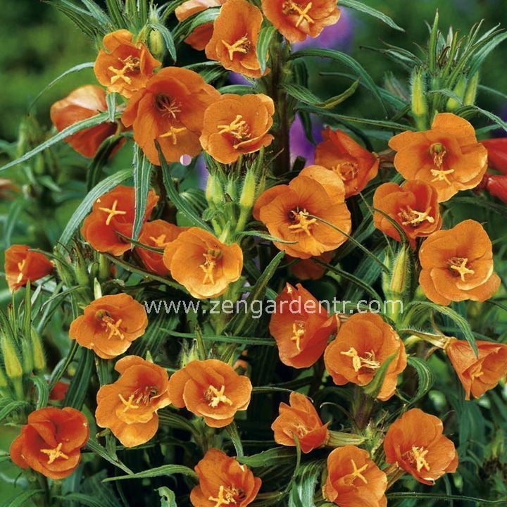 Kırmızı ezan çiçeği tohumu oenothera versicolor sunset boulevard