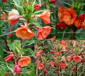 Kırmızı ezan çiçeği tohumu oenothera versicolor sunset boulevard